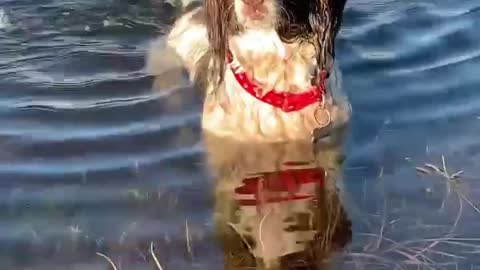 Dog’s tail is like a propellor in the water
