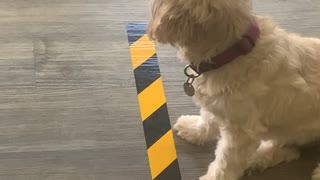 Dog Politely Maintains Social Distancing Regulations