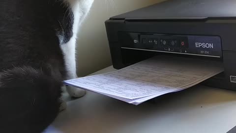 Funny cat is unsure about printer