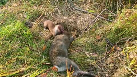 Stoat vs Rabbit Real Fight | Stoat Attacks and Kills Rabbit | Most Amazing Attack of Animals