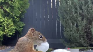 Squirrel Loves Cotton Balls