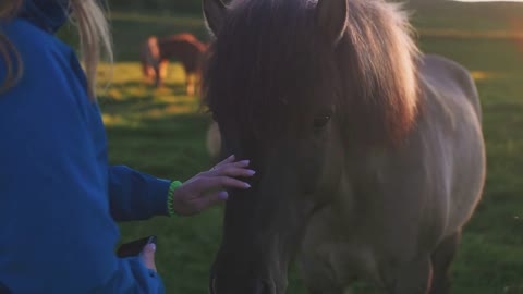 Close up shot of young woman stroking a horse in Iceland in sun light