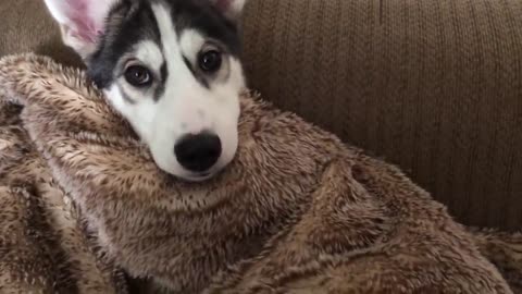 FUNNY DOG VIDEOS TO START YOUR DECEMBER! Funny Dogs