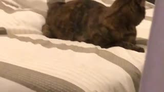 Cat jumps of bed when name is called