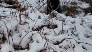 Bind doggy extremely excited for first snowfall