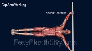 How To Human Flag Progression Tutorial Muscle Animation EasyFlexibility