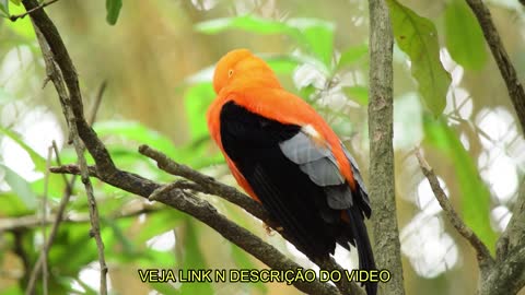 O SOM MAIS LINDO DE PÁSSARO CANTNDO / THE MOST BEAUTIFUL SOUND OF BIRD CANTNDO