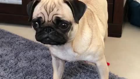 Pug hates socks, absolutely refuses to move