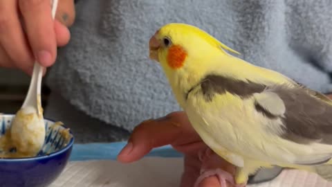 Hand-Feeding a Hungry Baby Cockatiel