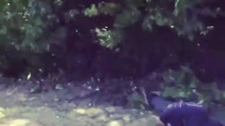 Guy jumps out of tree and falls