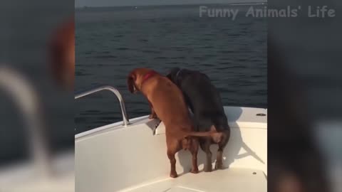 Dogs want to jump into the water