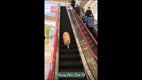 Funny Animal Videos 🤣 Funniest Cats and Dogs Videos 2024 😁