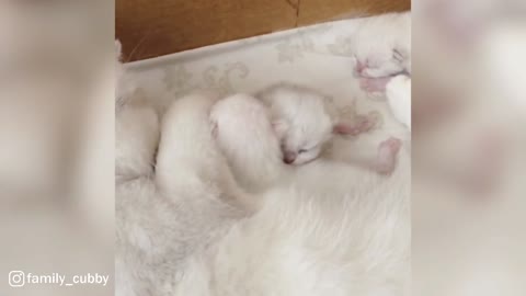 Mama Cat And Her Cute Little Babies
