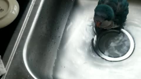Cute laughing parrot taking bath
