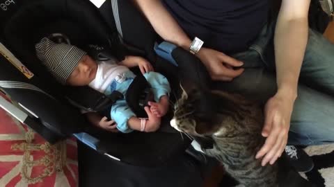 Cat meeting Babies for first time