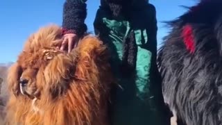 Satisfying Tibetan Mastiff