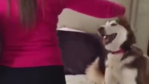 Defiant husky refuses to get off bed