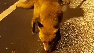 Meeting a Pair of Hungry Foxes