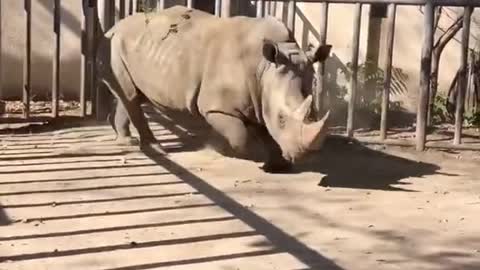 The rhino is running wild