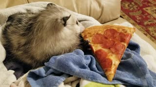 "Baby" The Opossum Eating Pizza