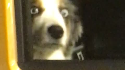 Dog stares into my soul