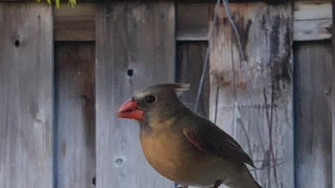 #Back Yard Birds Hawai’i Chirpy Girl