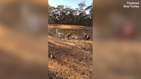 Dad gets attacked by a kangaroo