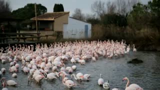 Pink flamingo