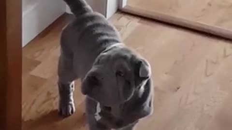 Sharpei Caught In The Act!