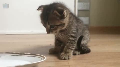 Cute kittens and their meowing