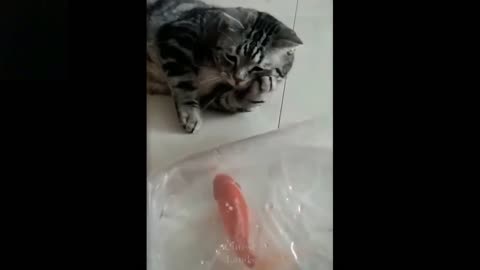Fish and cats play together!!