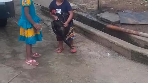 Love children kids are playing withe aseel rooster trick shots