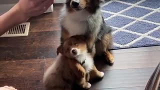 Dog shows how much he loves his brother