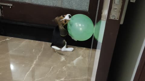 Beagle dog Age 32 DAys | Playing 1st Time With Green baloons | Adorable beagle listens carefully