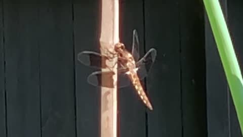 Even a dragonfly does a wing check, before taking off.