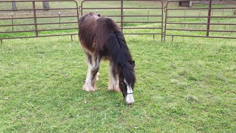 Gypsy Colt Quiggly After His First Bath