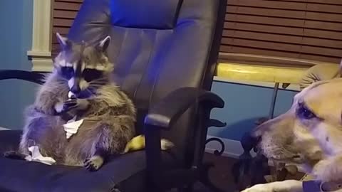 Raccoon lounges like human, watches movie with dog