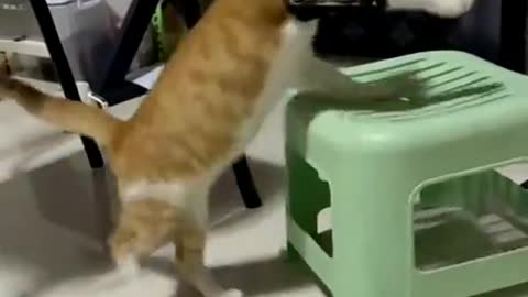 2022 Pet Funny Cute Like Kitty Fight