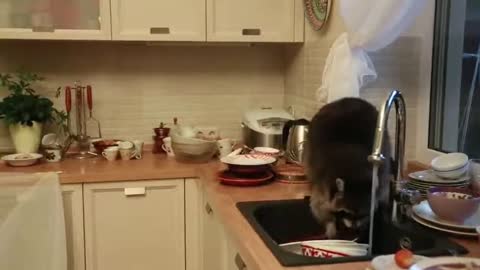 Raccoon Washing the Dishes