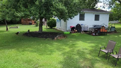 Dog hates the water hose