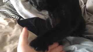 Black cat on messy bed gives high five to owner