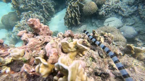 Diver Comes Face to Face with Sea Krait