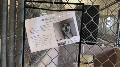 Abandonan 200 gatitos y perritos en un refugio solo en un fin de semana