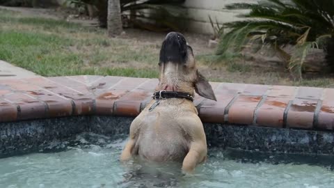 Dog jumped into the hot tub, his reaction has left more than 2 million people in stitches