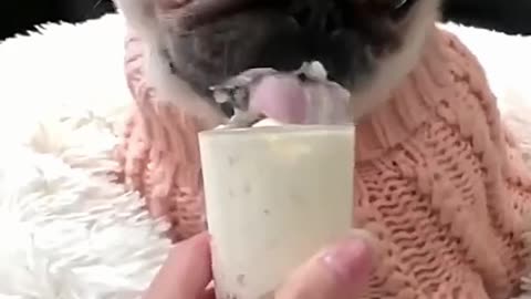 🍦 Pug eats ice cream and sounds funny 😍