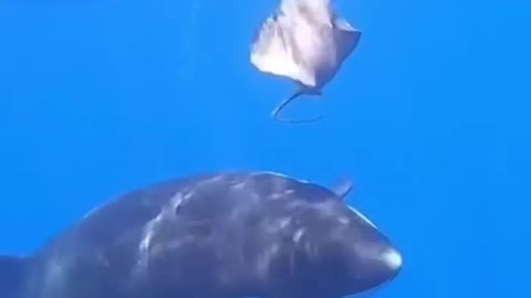 Sea turtles, stingrays, fish & sharks surround diver in Galapagos