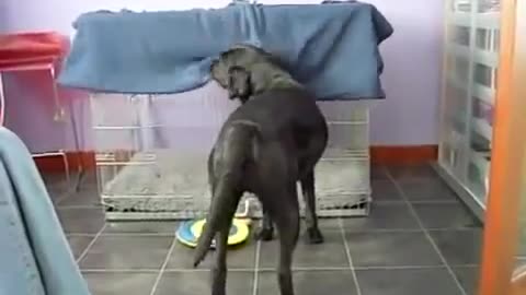 Very intelligent dog making his bed