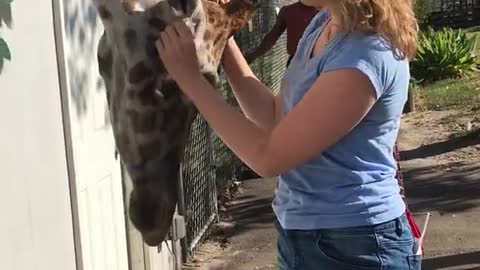 Giraffe hugs a women