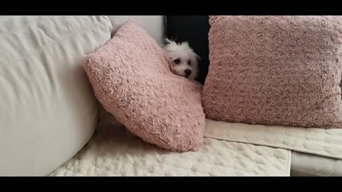 AvA the dog (Maltese)