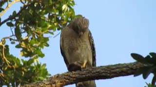 Red shouldered hawk eating a mold for dinner